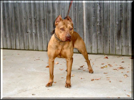 Wilder store pitbull kennels